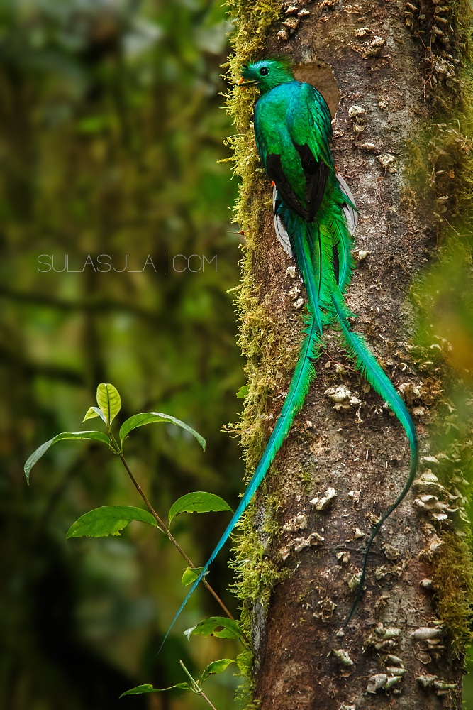 Resplended Quetzal | Panama