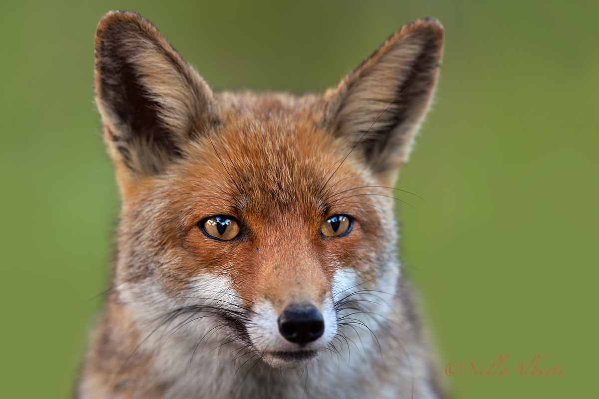 Fox portrait