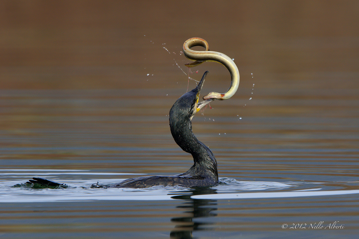anguilla insanguinata