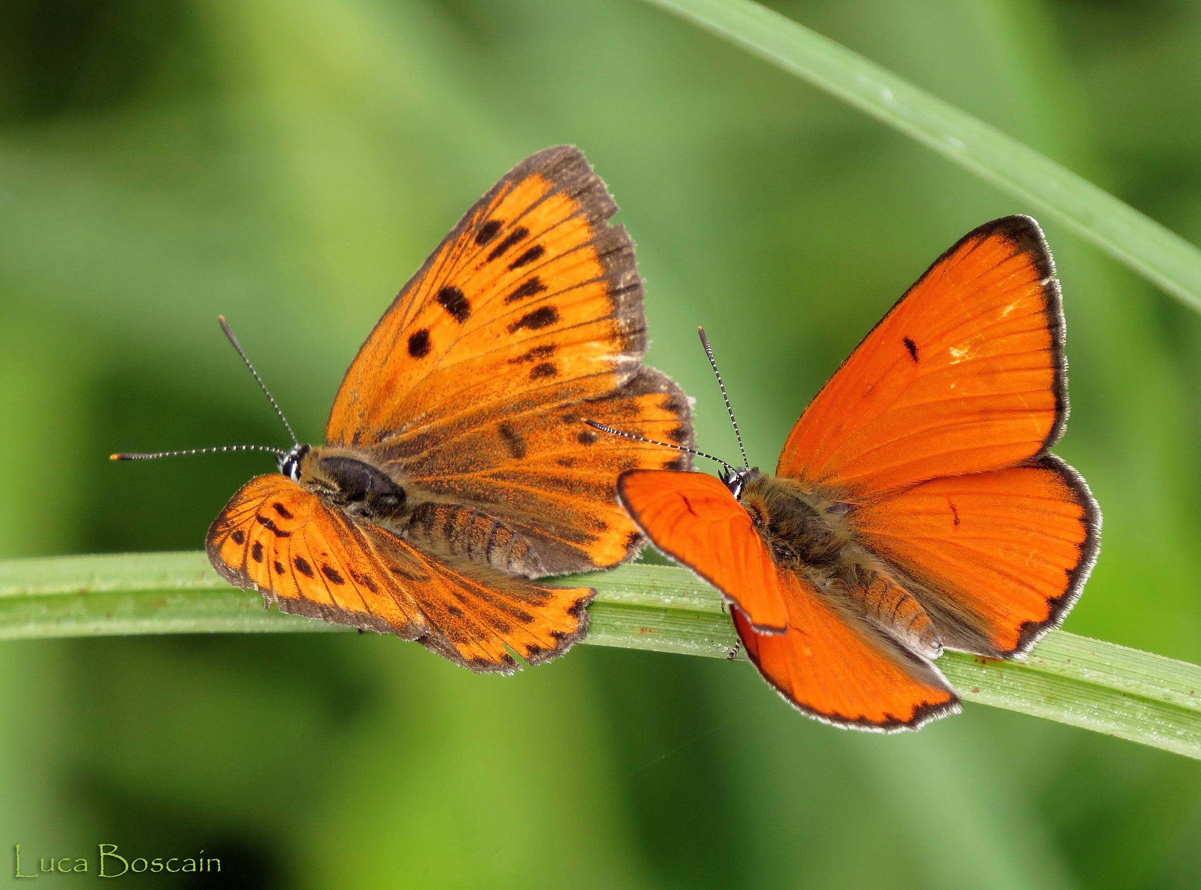 Lycaena dispar
