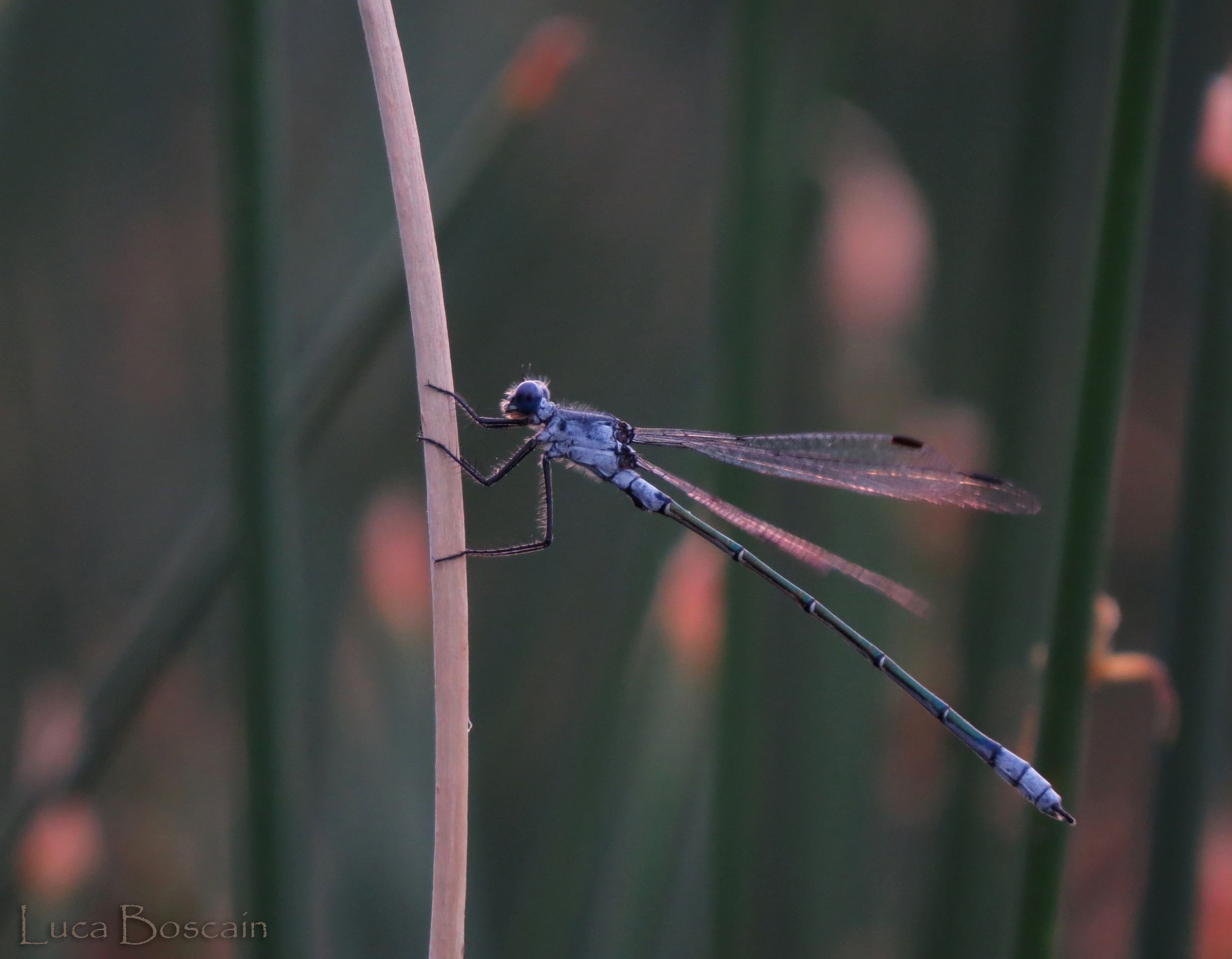 Lestes macrostigma