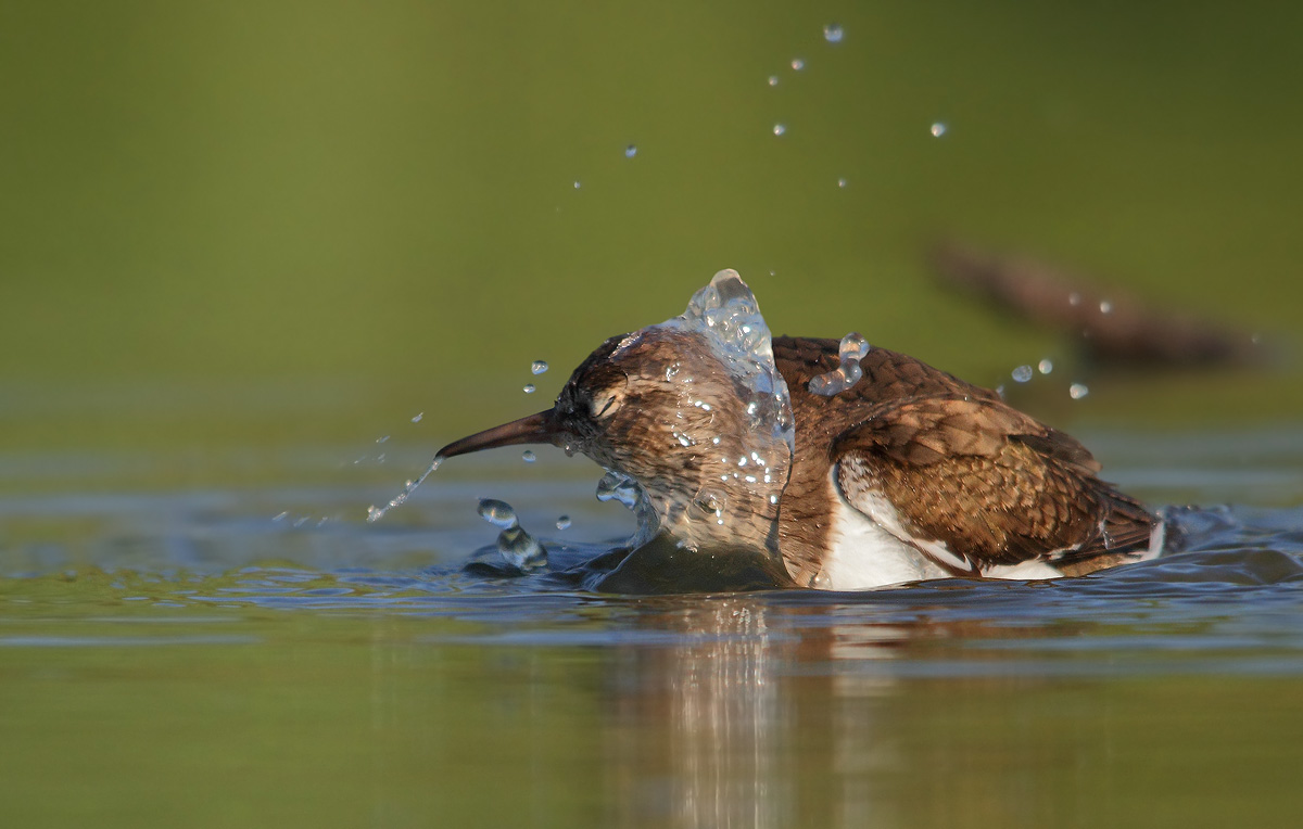Common Sandpiper