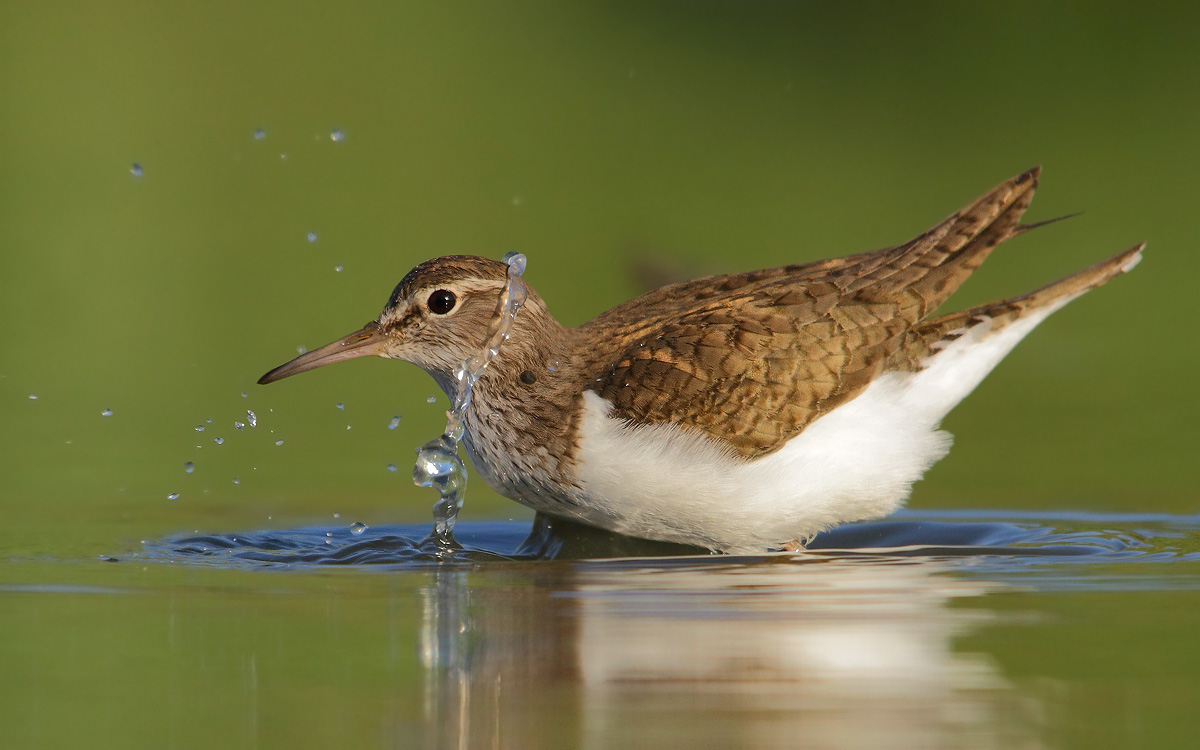 Common Sandpiper