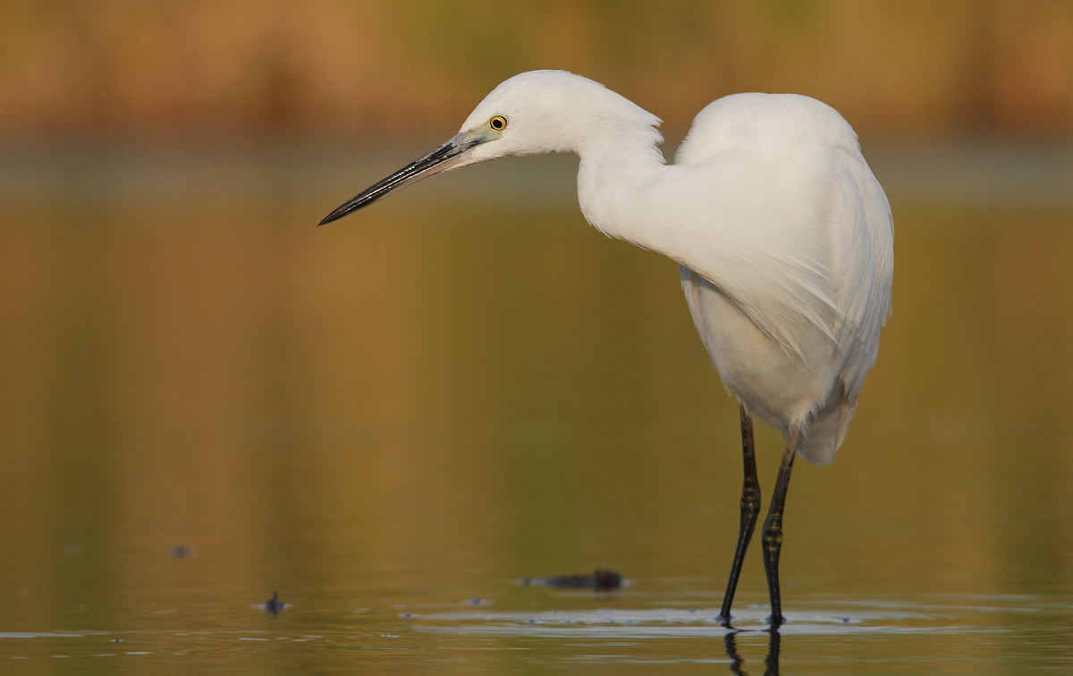 Egret