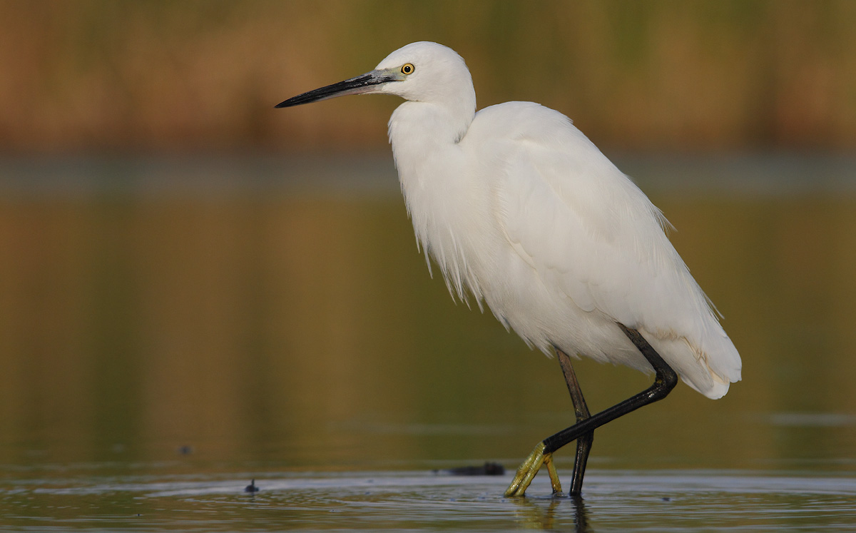 Egret