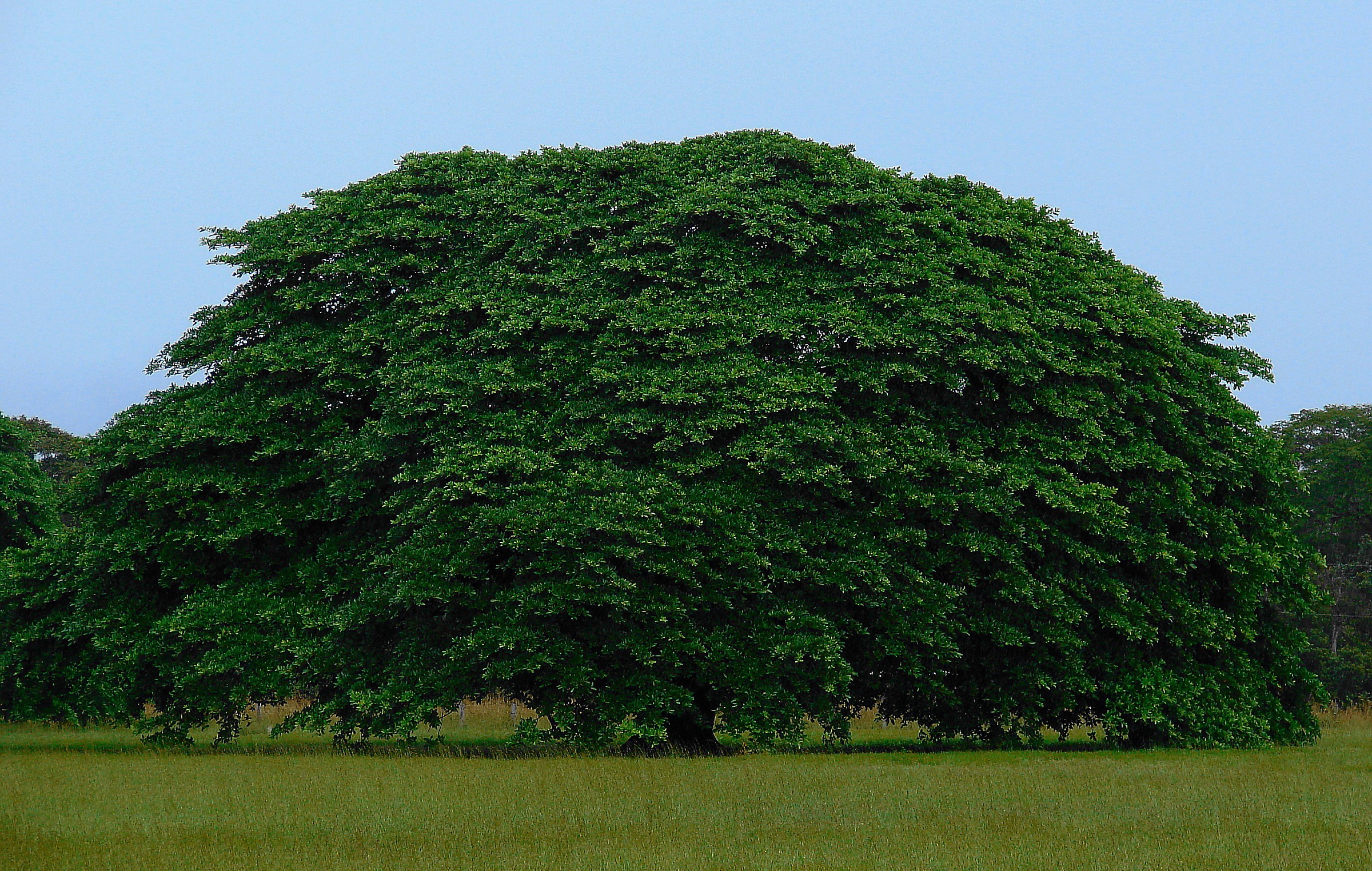 Tree of Guanacaste (Costa Rica)
