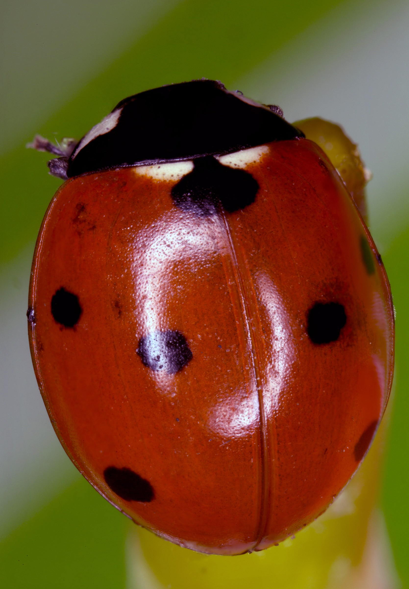 coccinella