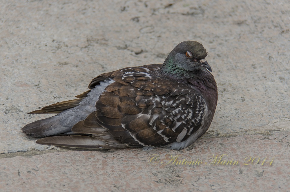 non t'a vicinà-Marostica