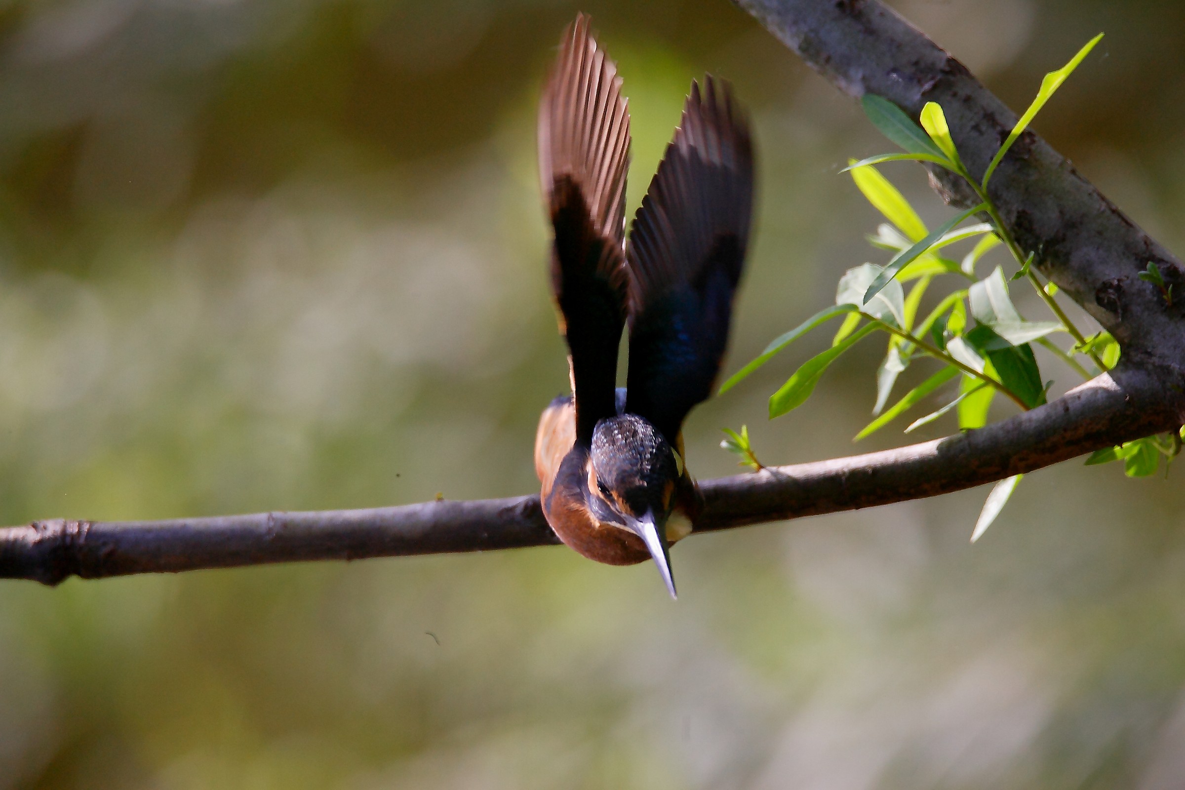 martin pescatore arrivoo!!