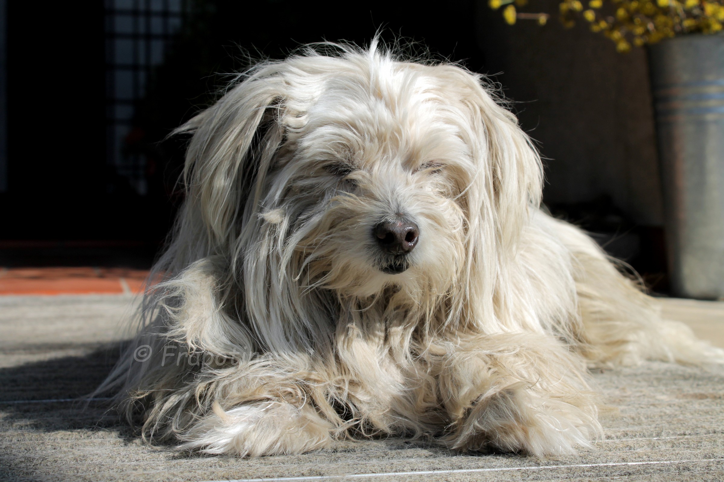 Il leoncino sonnecchiante