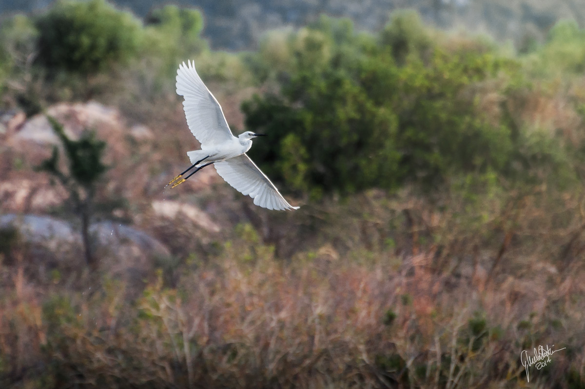 stagno di San Teodoro (Sardegna)