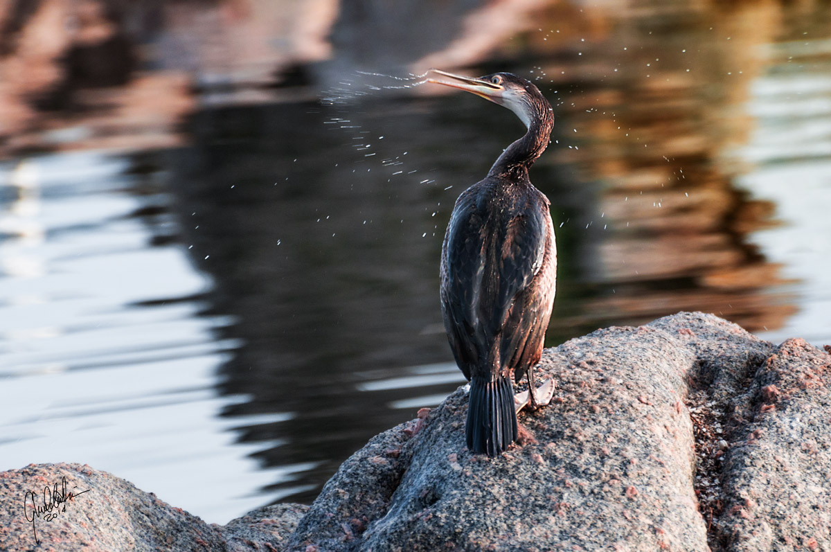 Marangone dal ciuffo