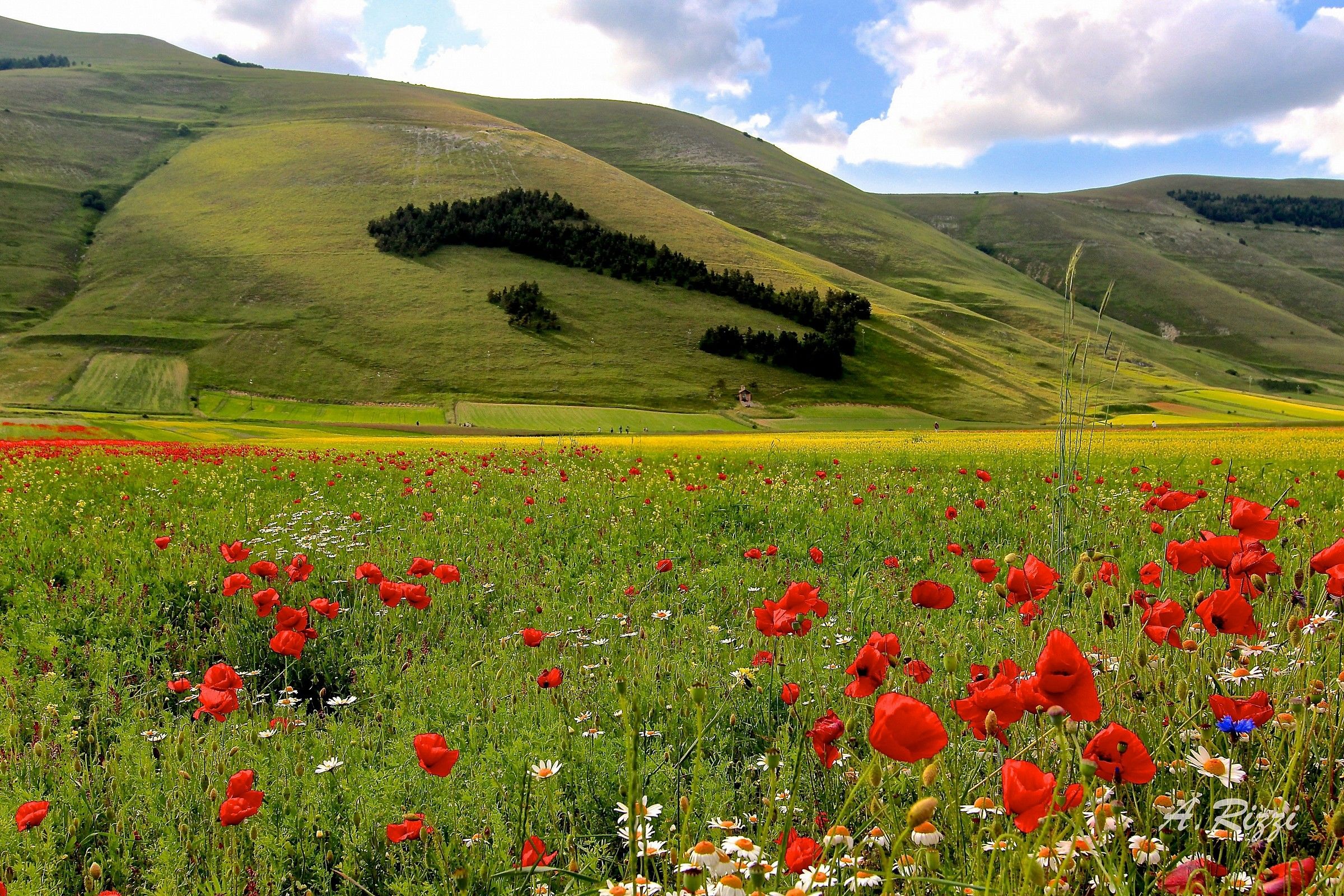 Green Italy, Italian green!