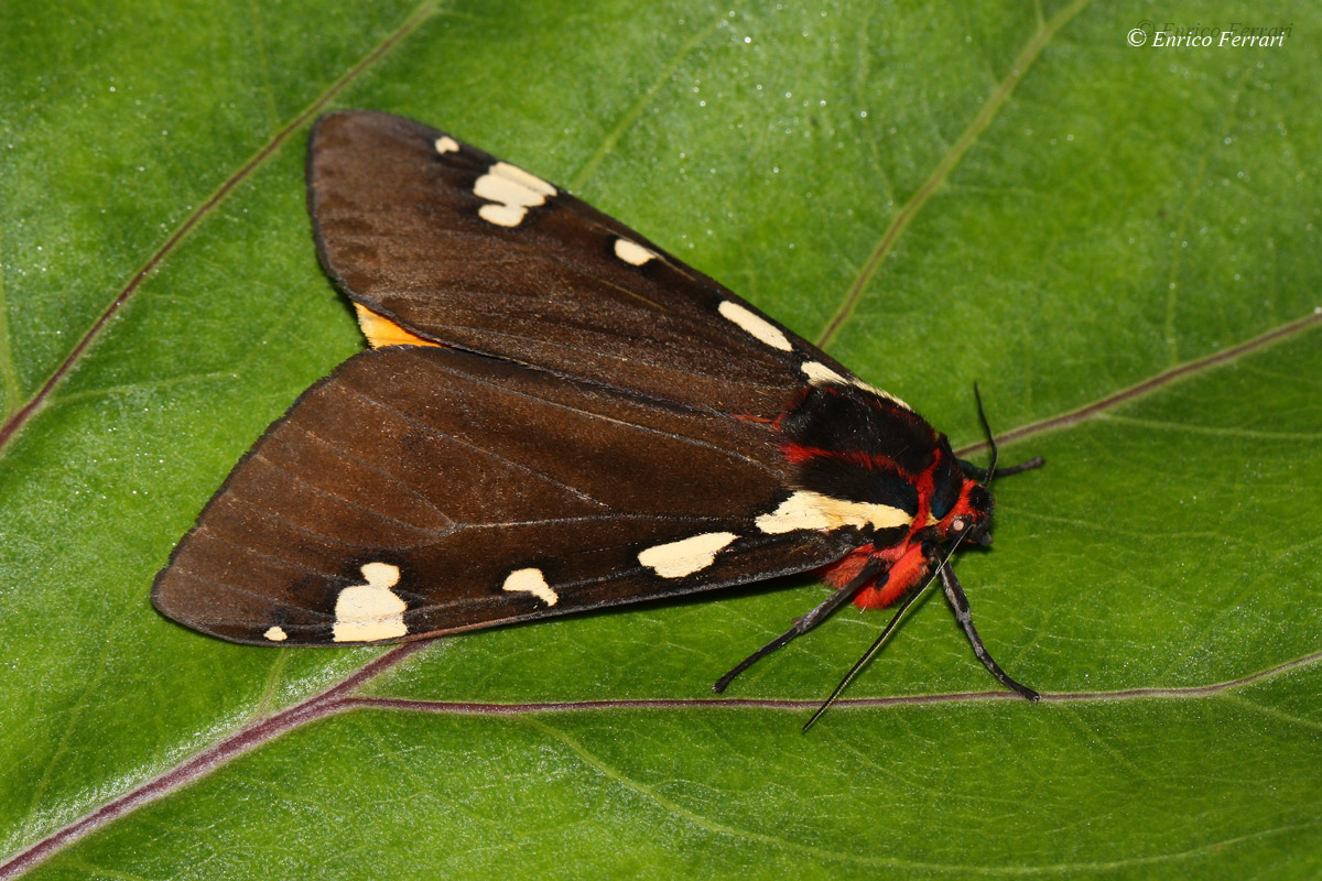 Pericallia matronula