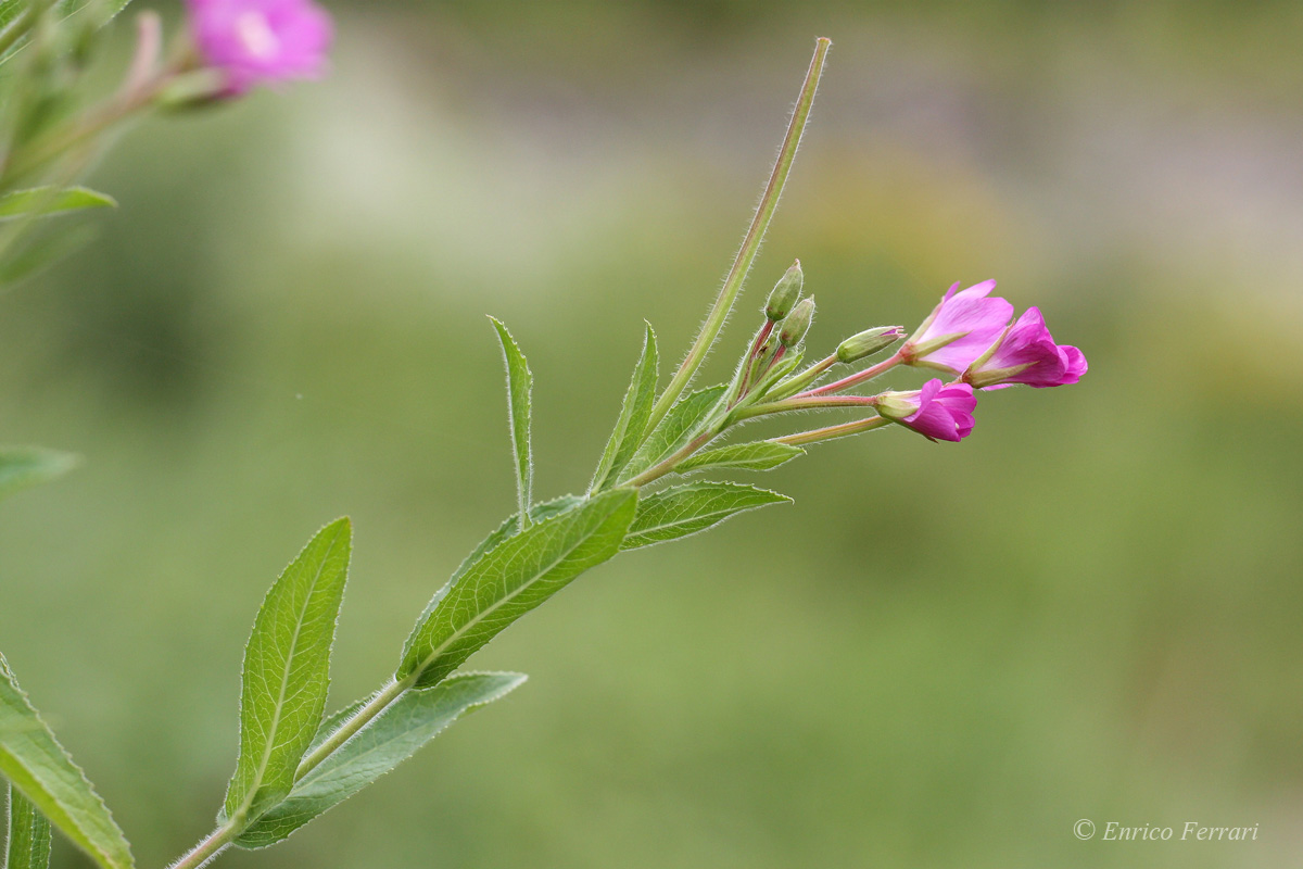 Epilobium hirsutum