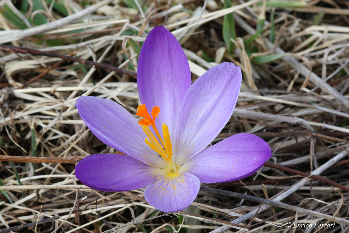 Crocus