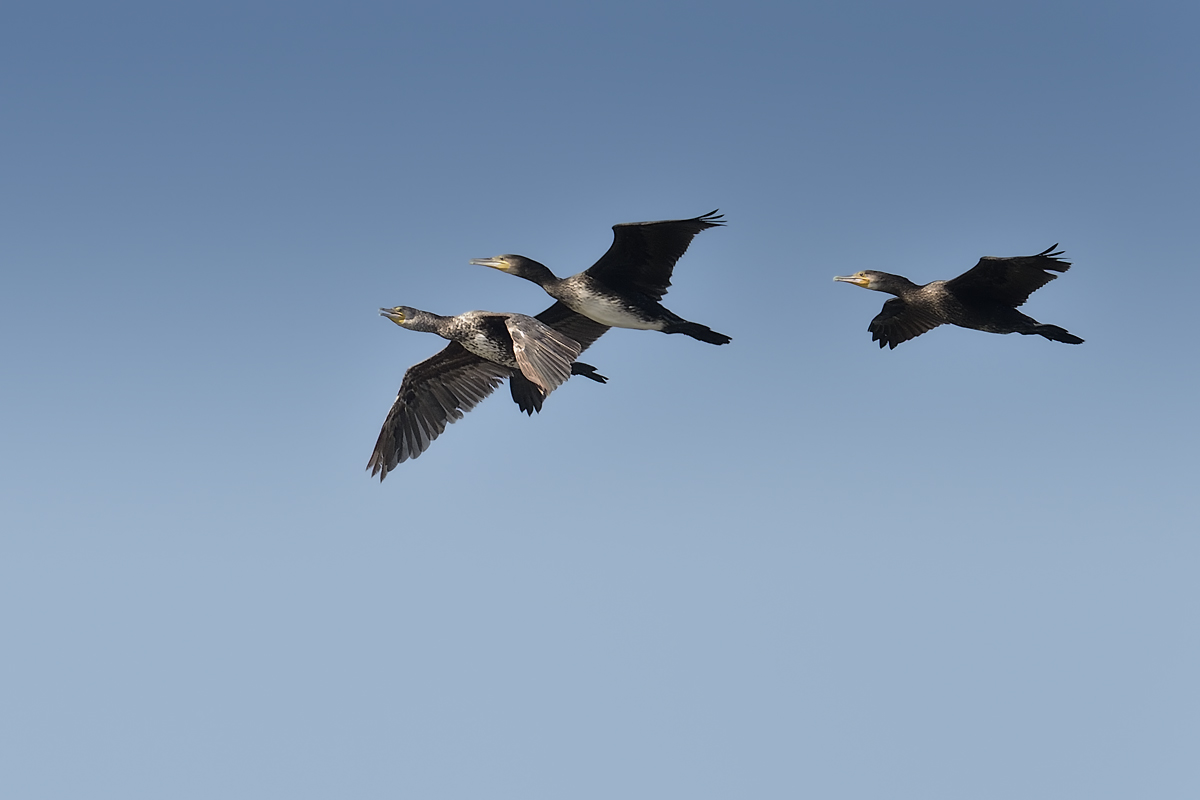 Cormorani in volo