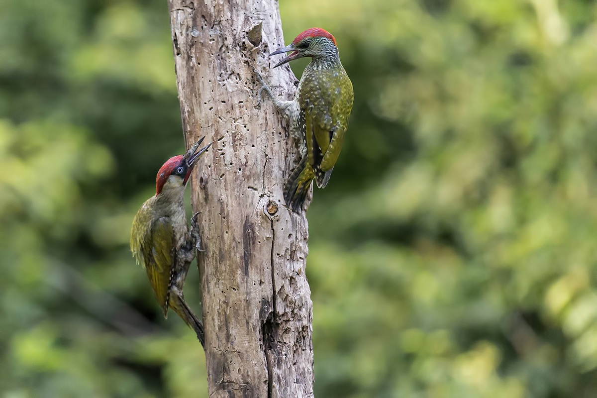 Pair of green woodpecker