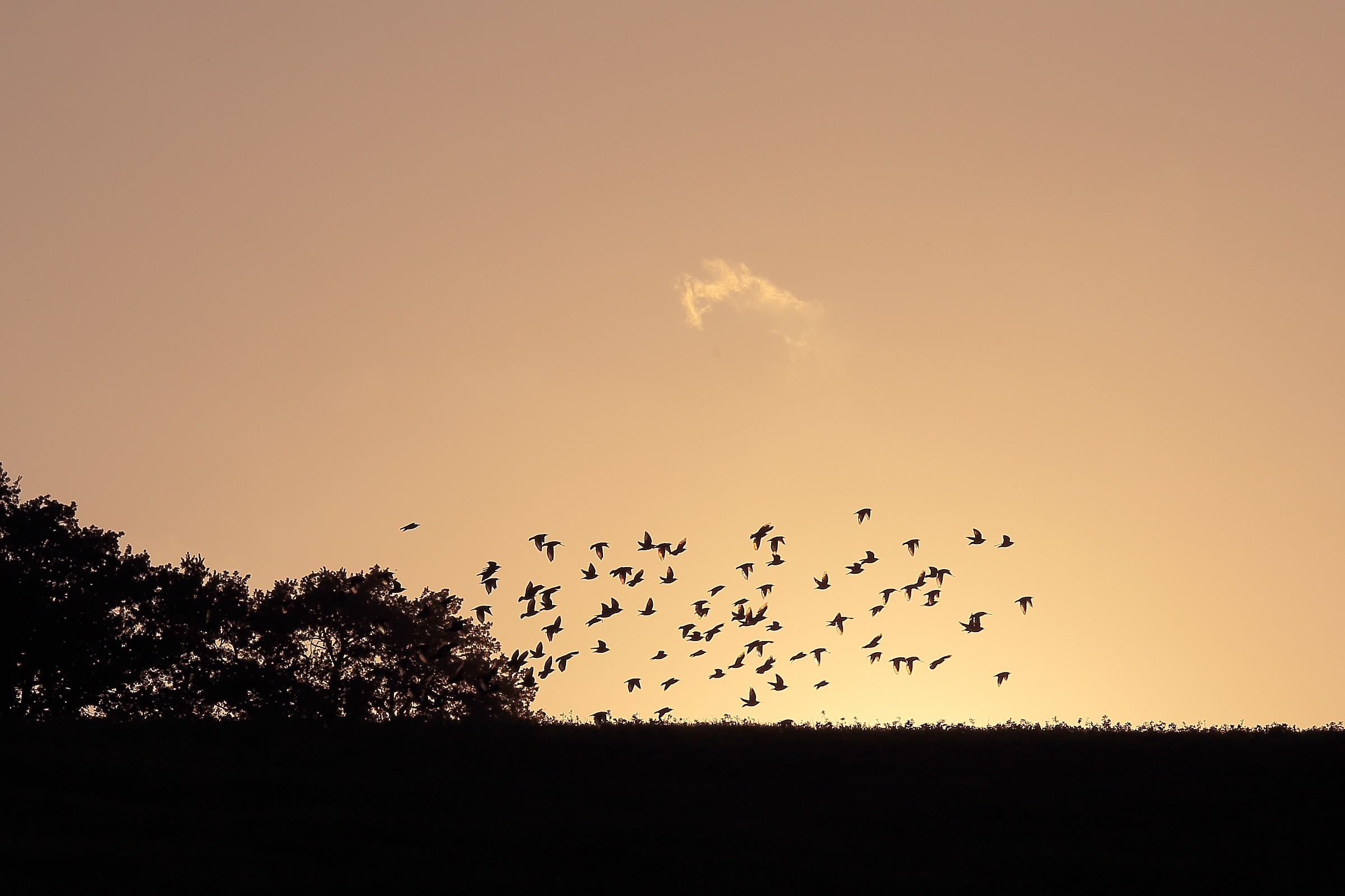 stormo di uccelli al tramonto