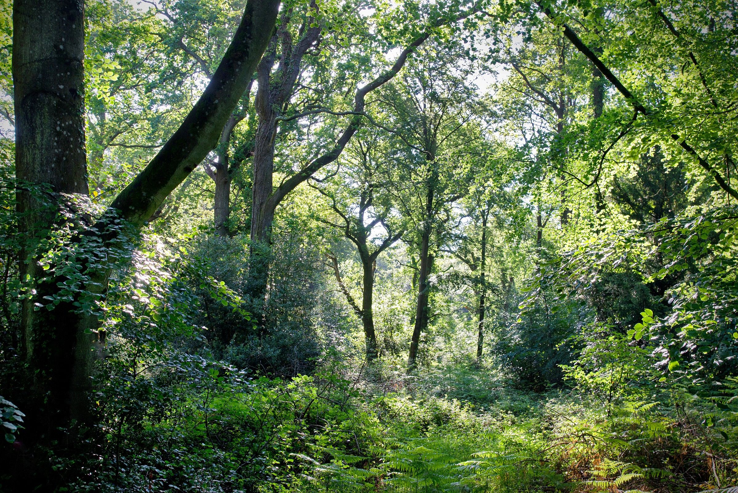 Early Summer Woodland