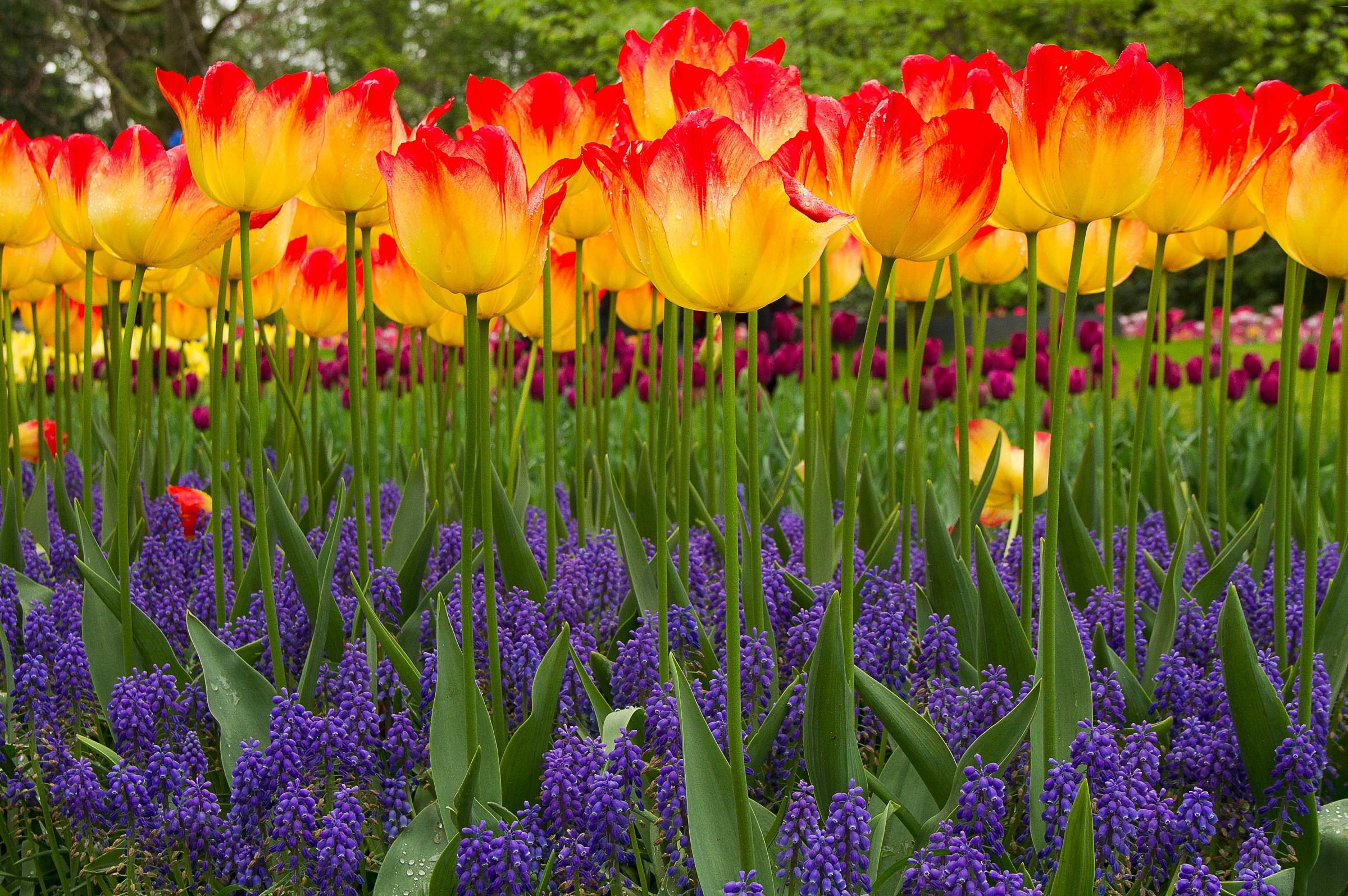 Did you know that tulips are high high high ...