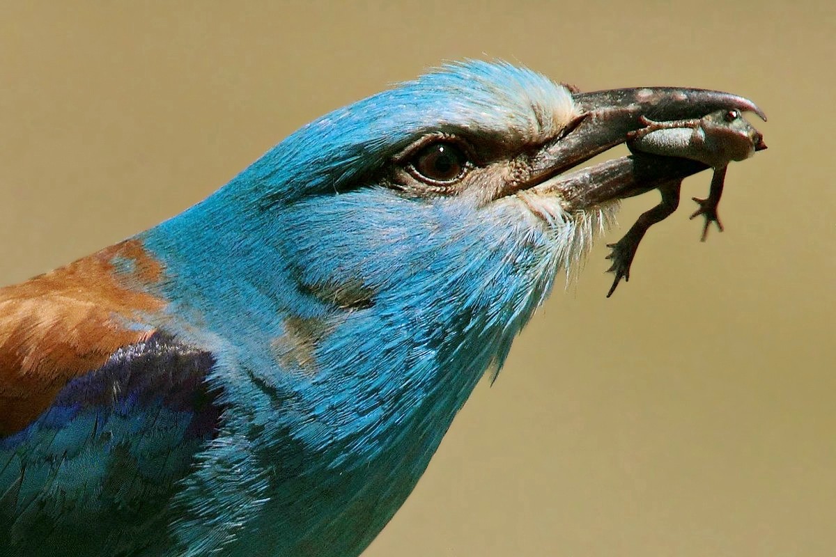 The beautiful European roller and the Frog