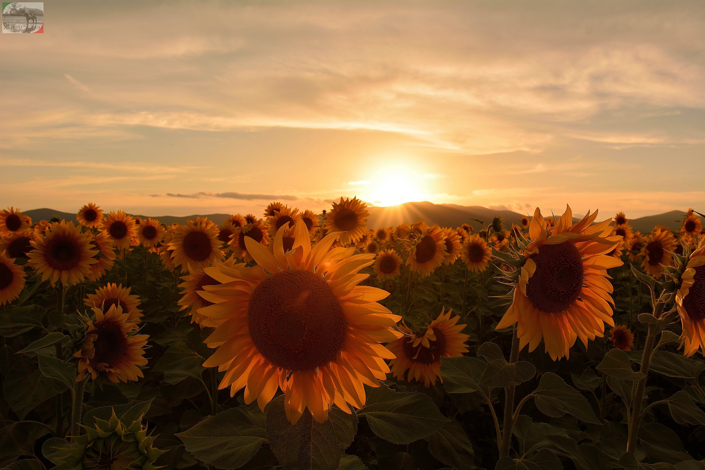 Sunflowers
