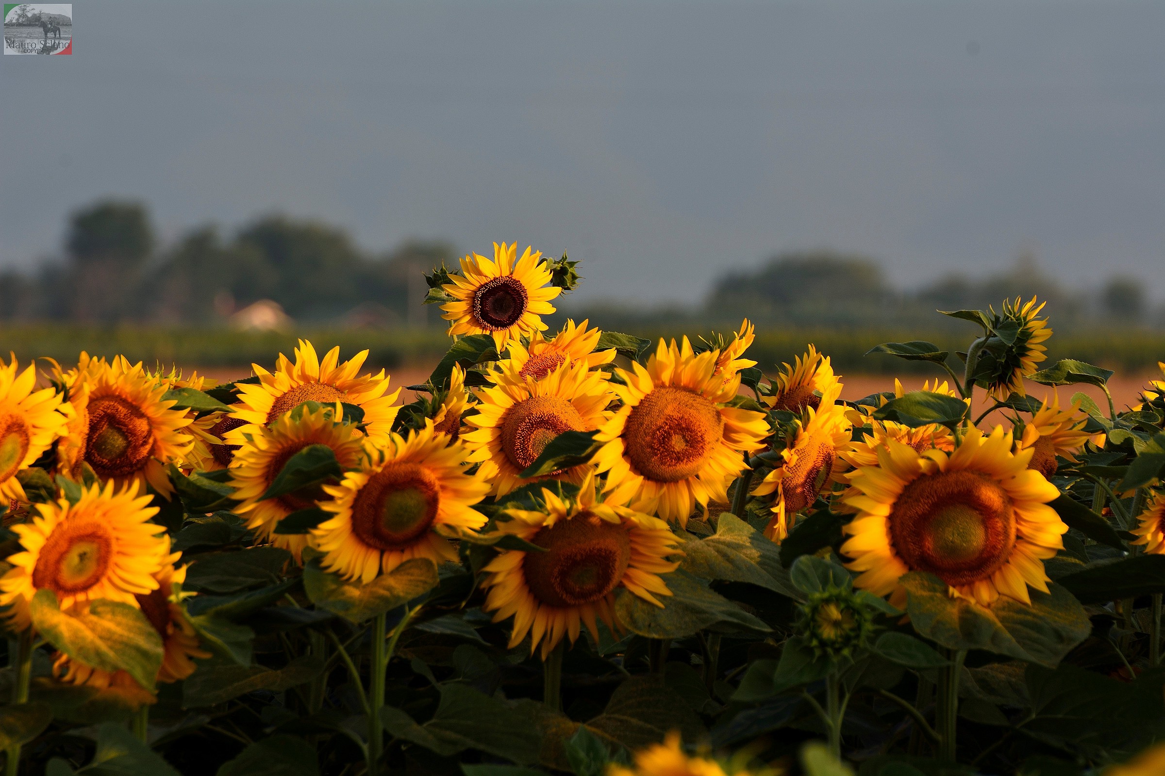 Sunflowers