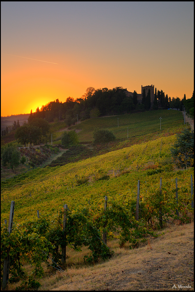 Sunset in the wineyard