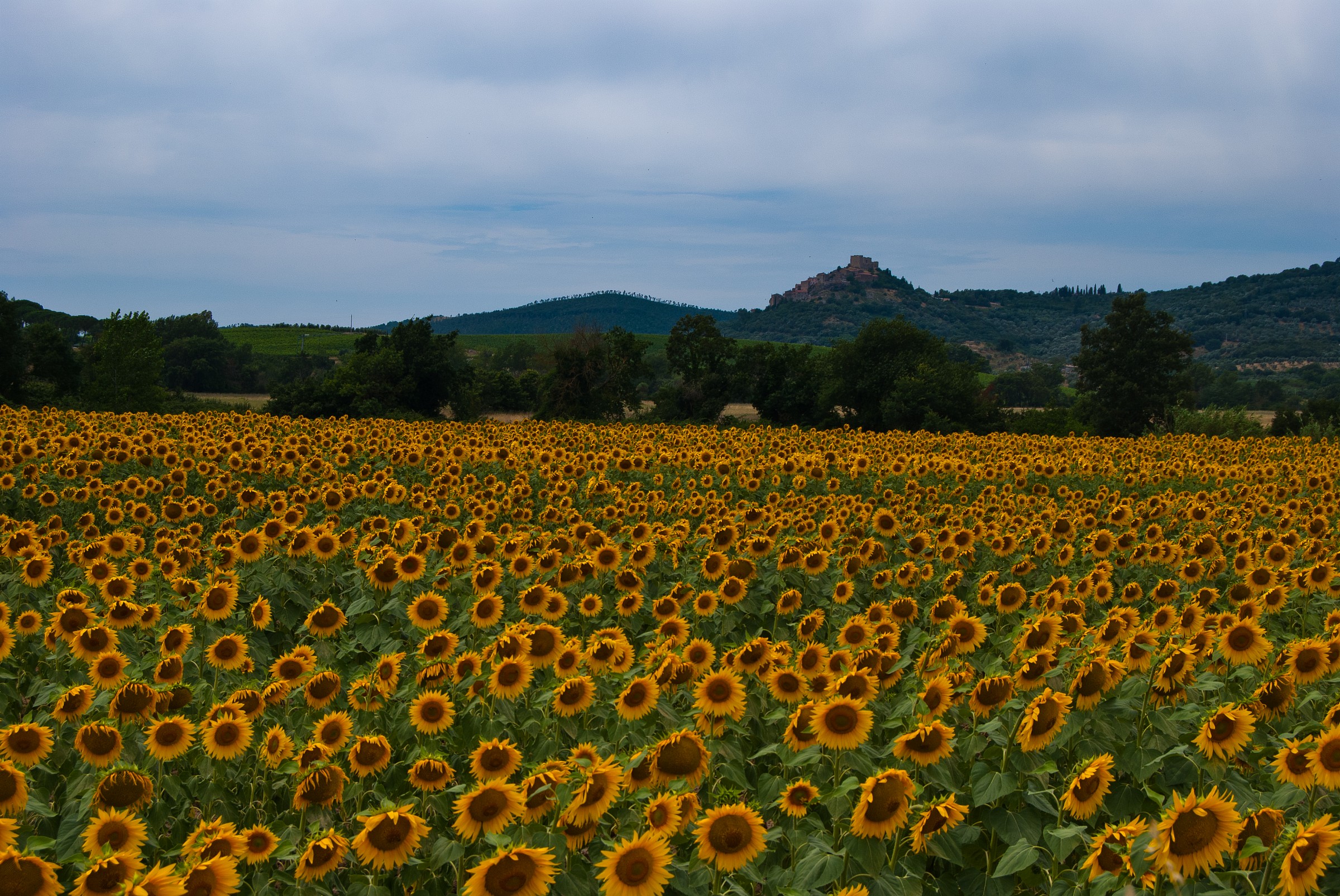 Montemassi sui girasoli