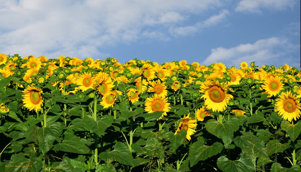 Io, Io calma!! maleducati non spingete