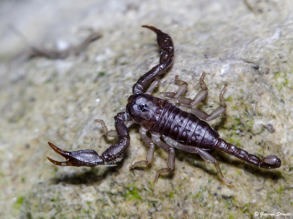 escorpius italicus