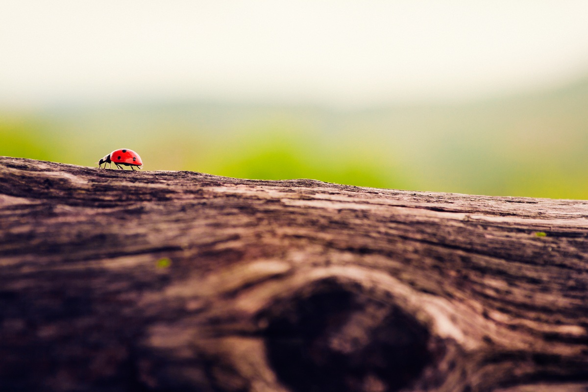 Coccinella on the road