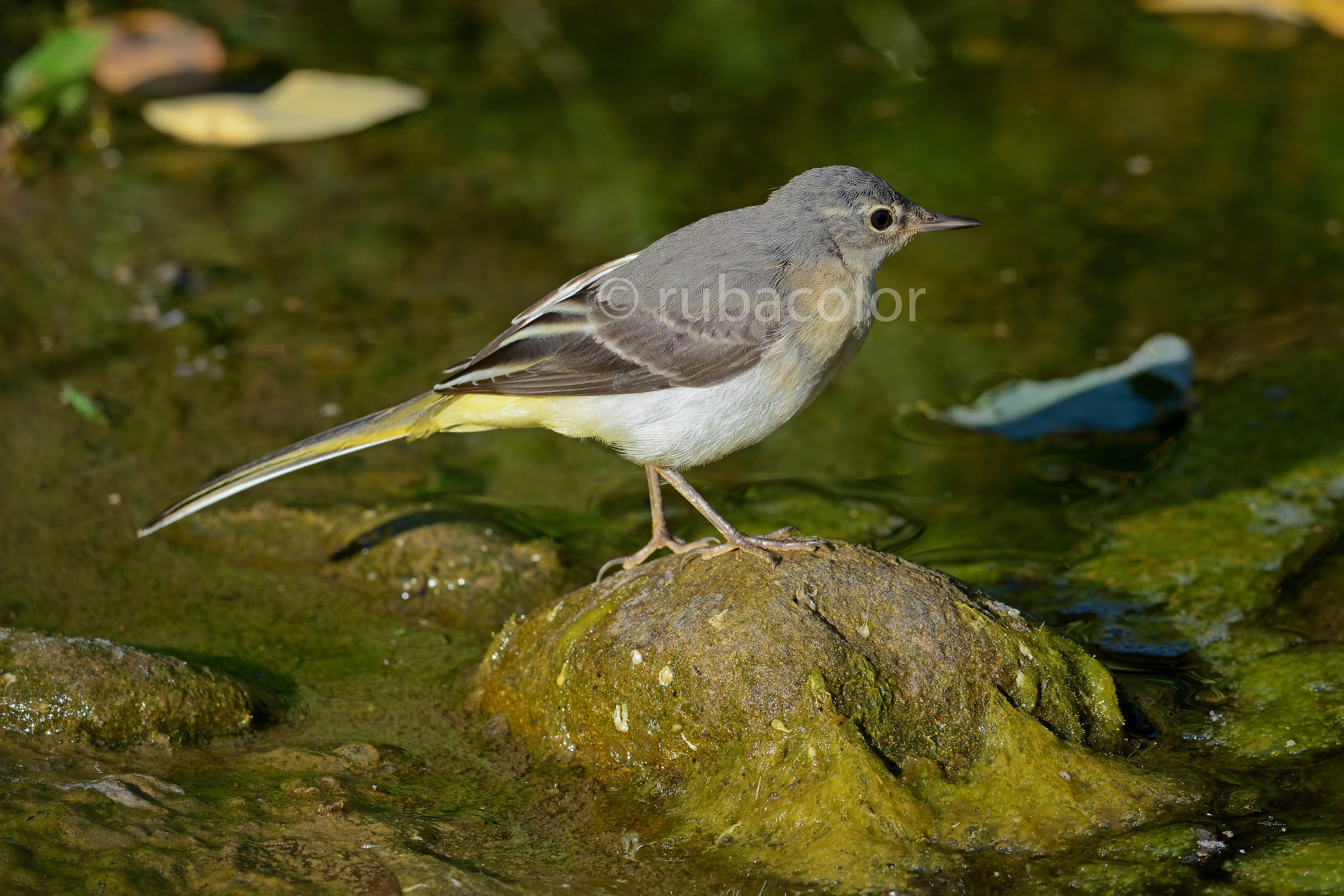Wagtail
