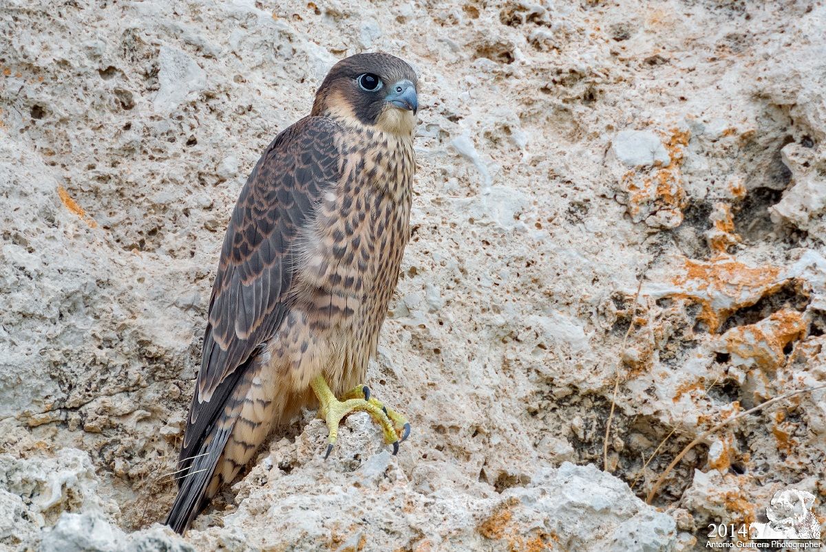 Largo ai giovani Pellegrini