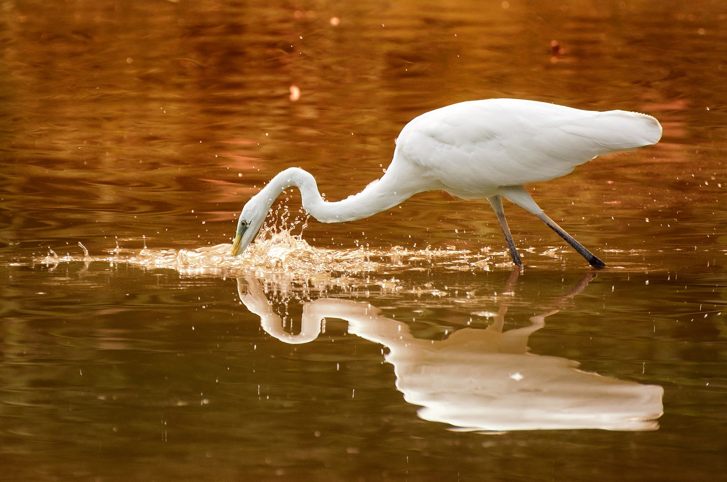 Coming in at sunset .....!