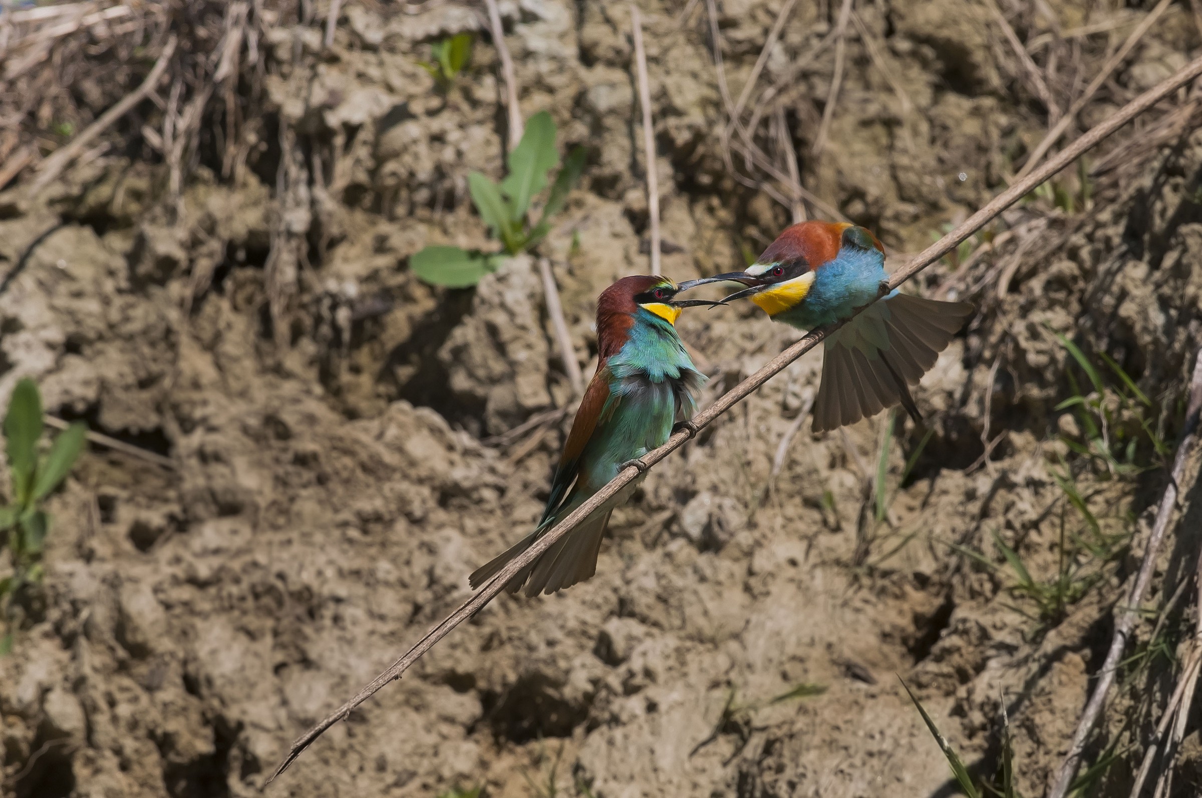 bee-eaters in the fight