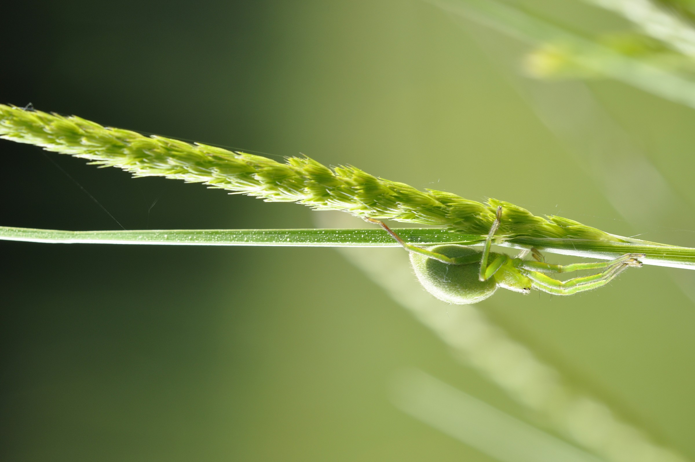 Micrommata virescens