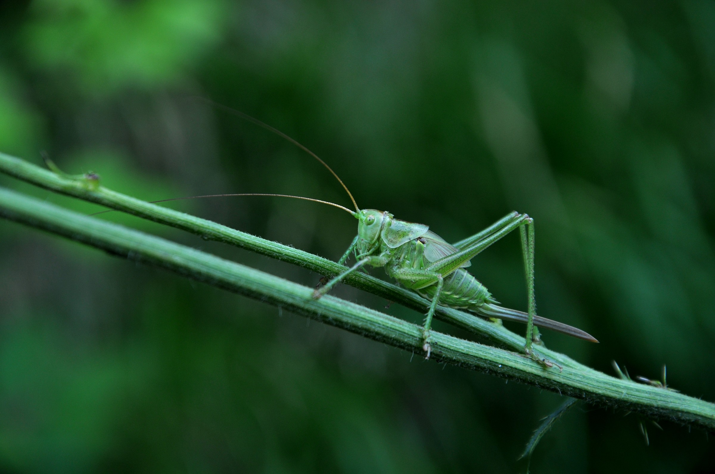 Tettigonia viridissima