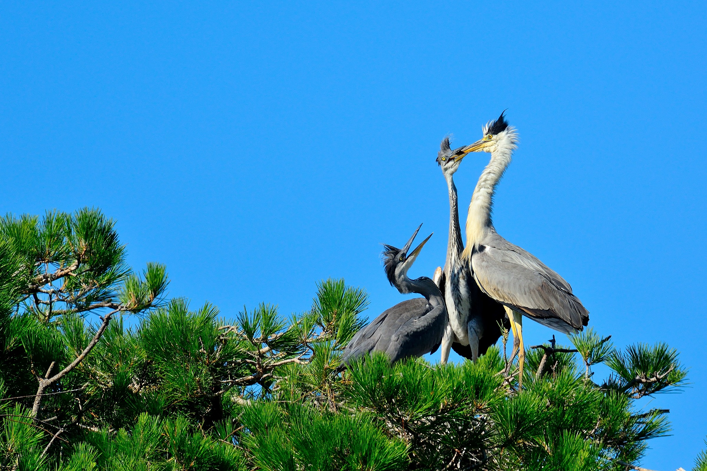 jelly jelly .... jelly ...... .....