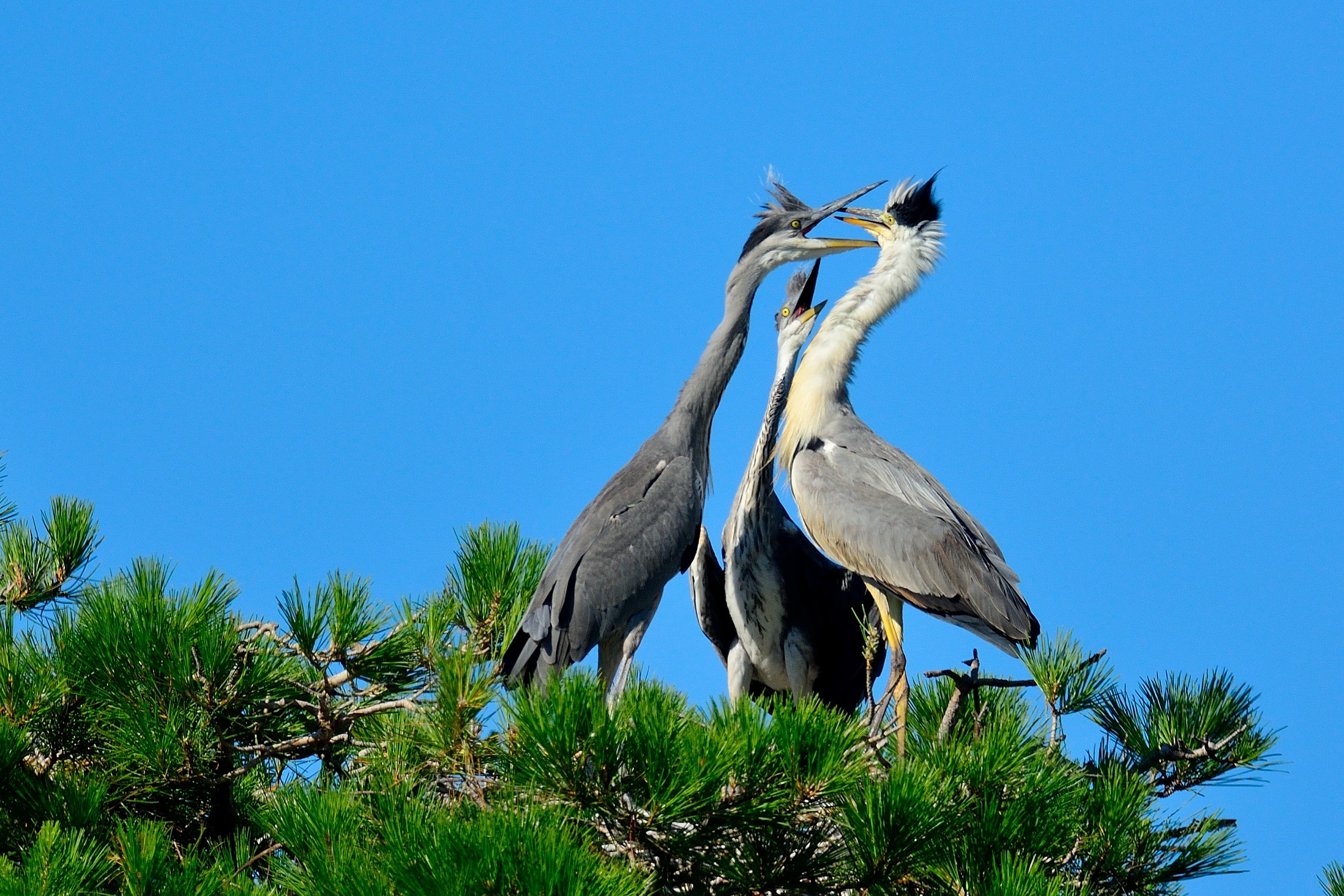 Yet again ..... ..... .....