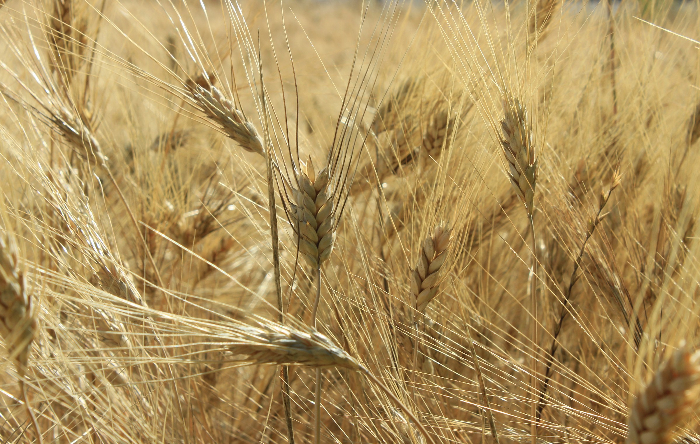 The beauty of nature