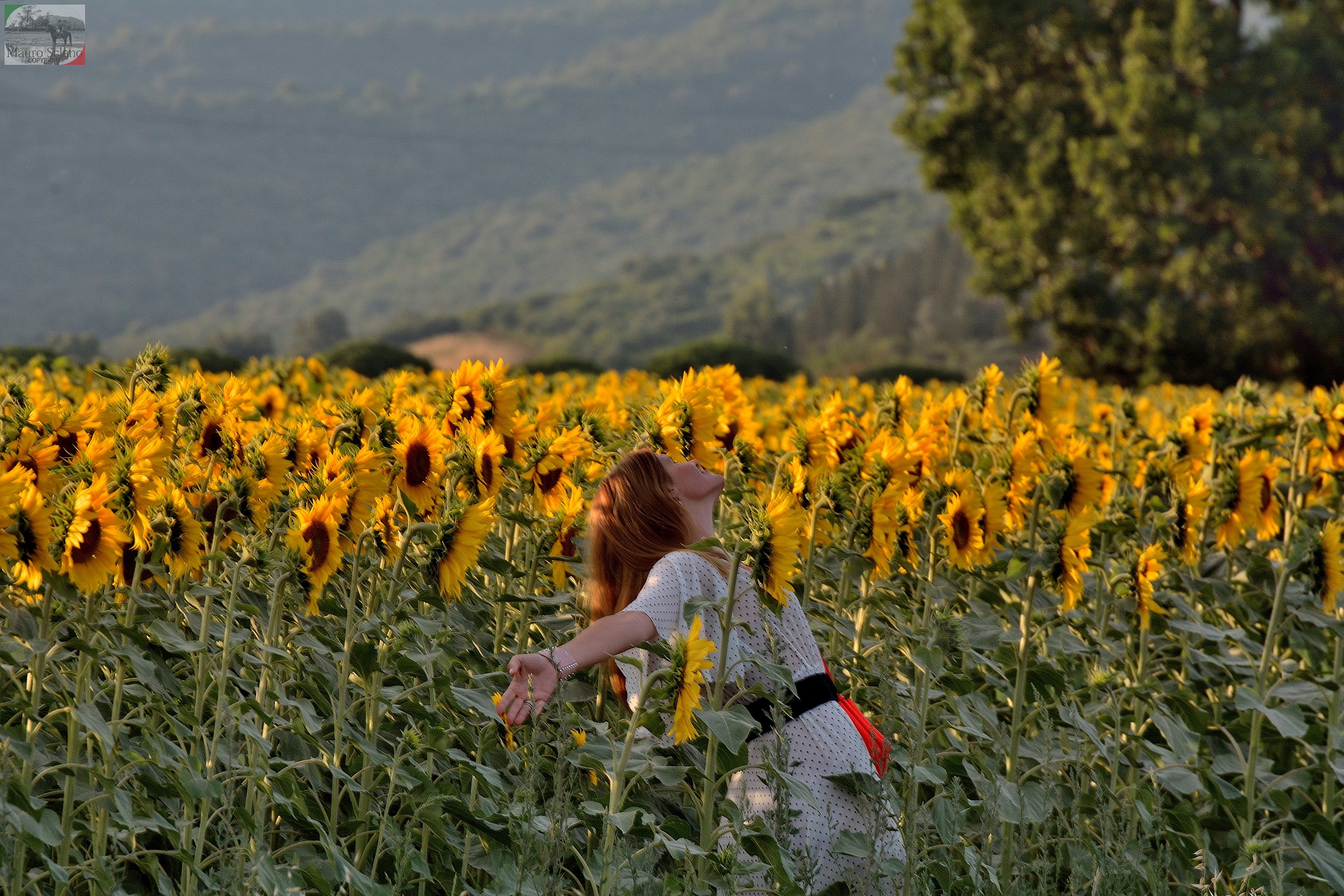 among sunflowers