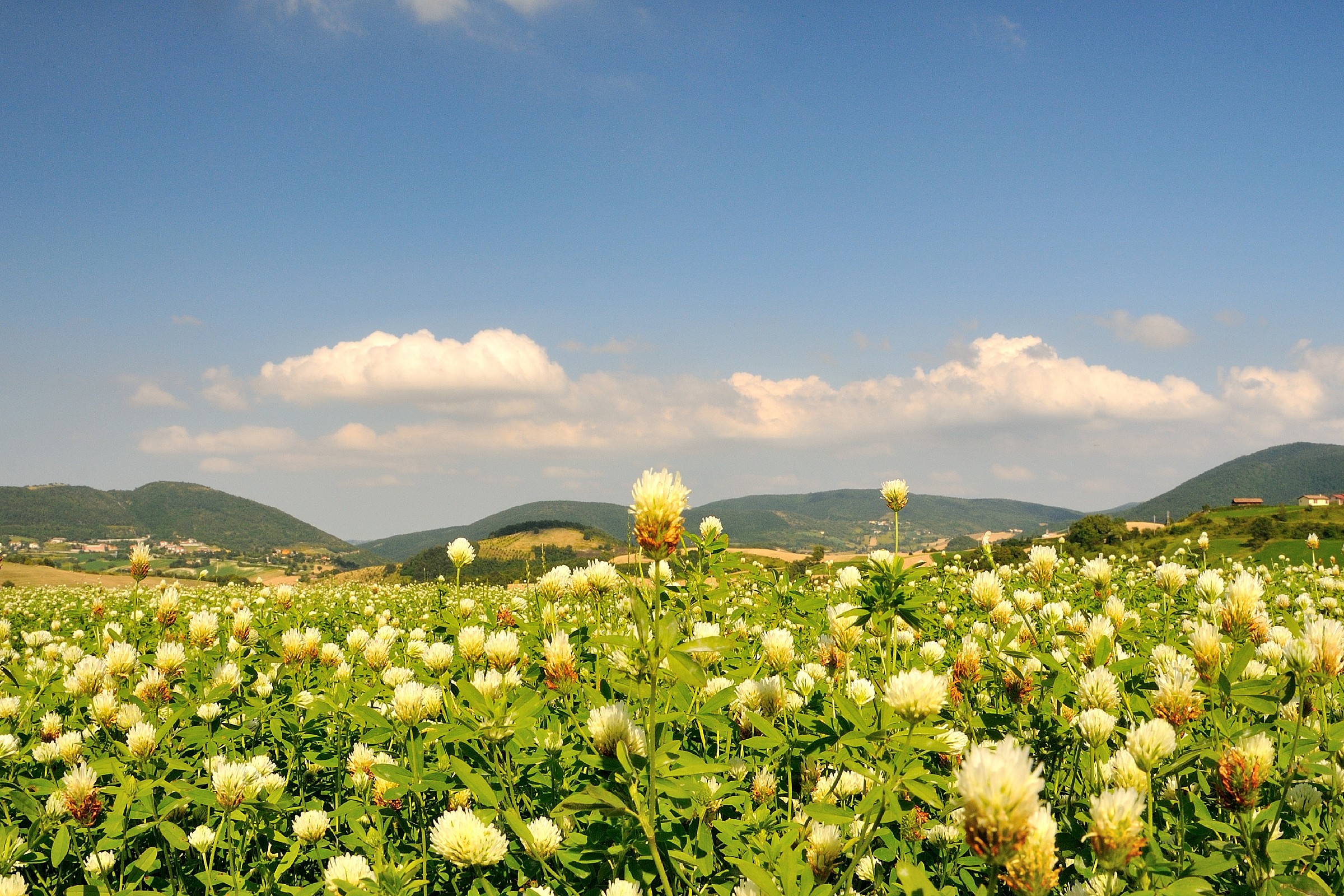 Passeggiando in campagna