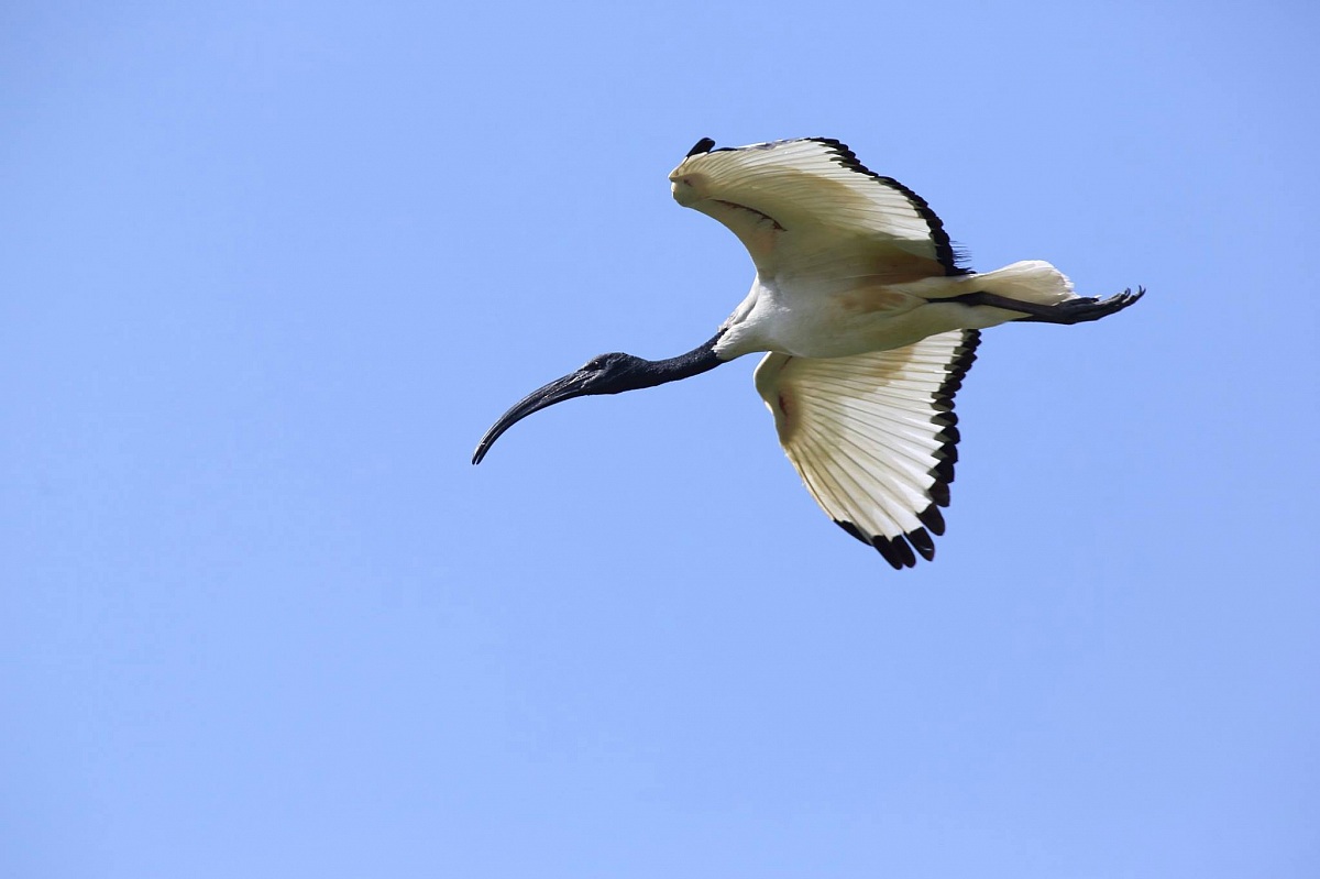 Ibis