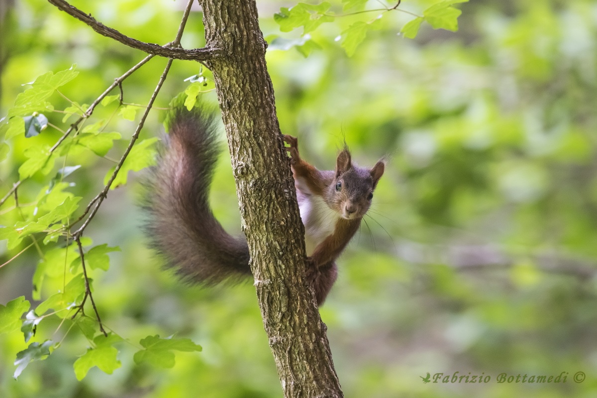 The elf of the woods!