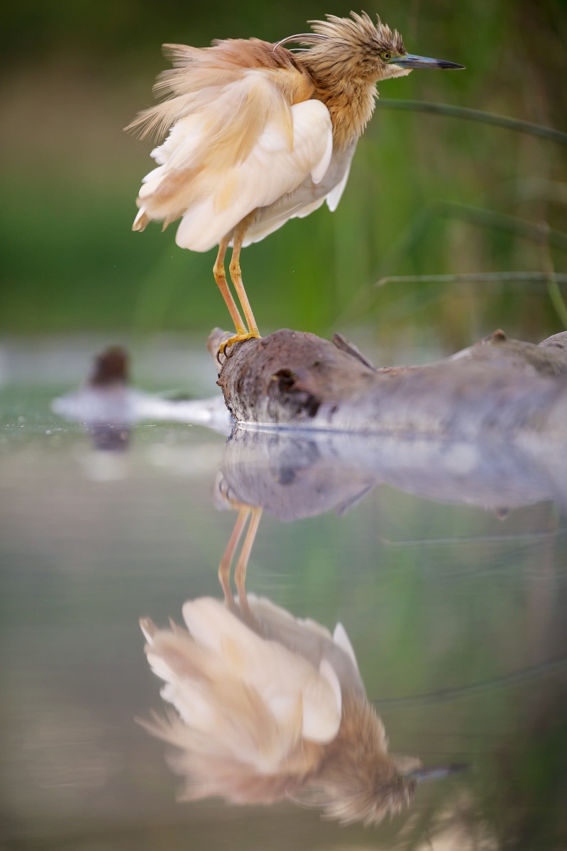Squacco Heron