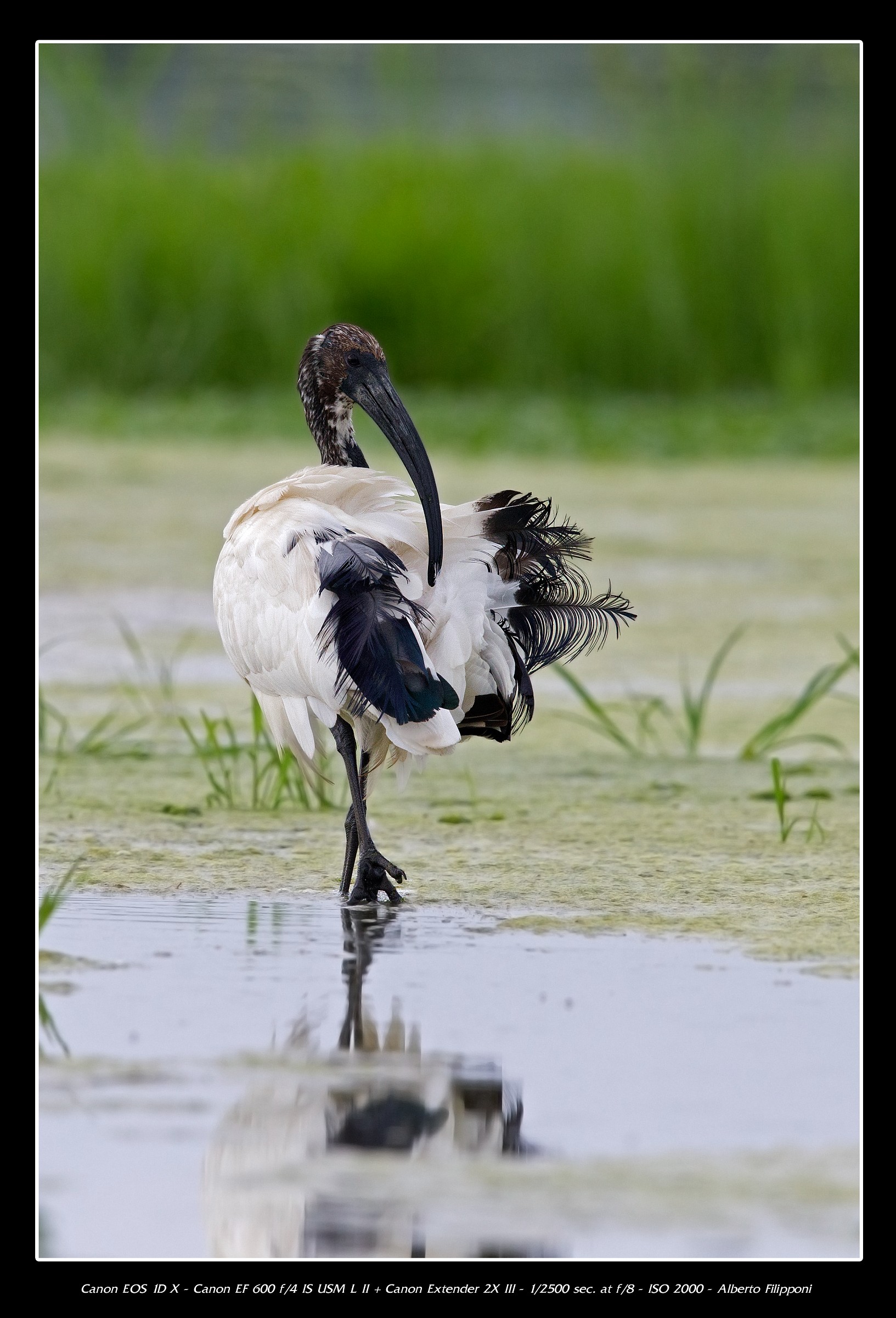 Sacred Ibis