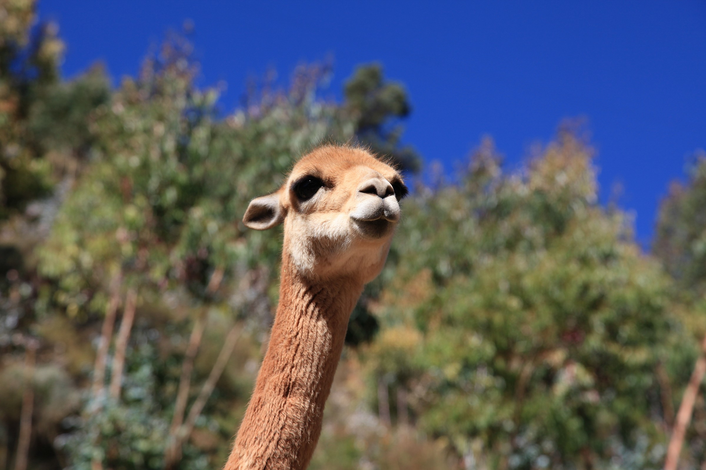 Vicuna Peruviana
