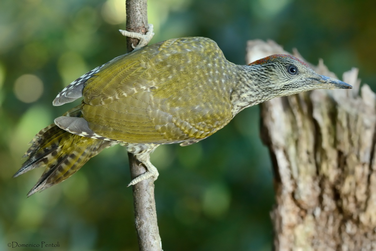 Juv. Green Woodpecker
